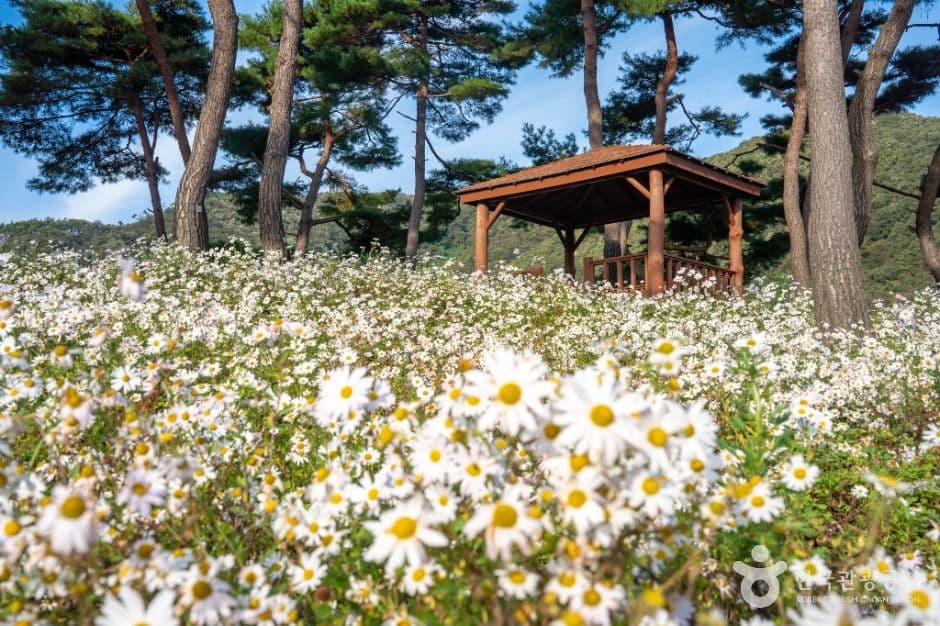 정읍 구절초 지방정원 사진 4