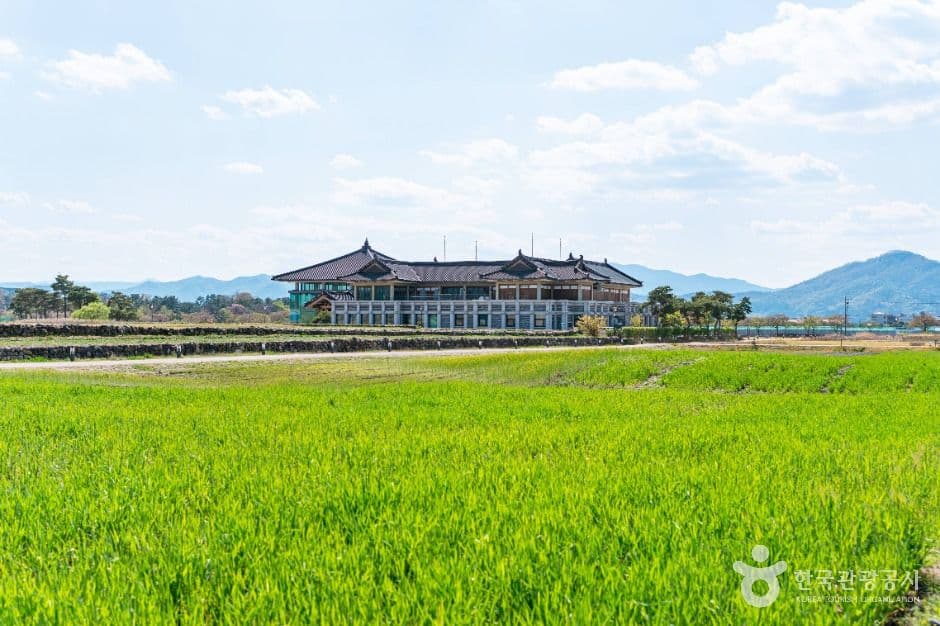 분황사 청보리밭