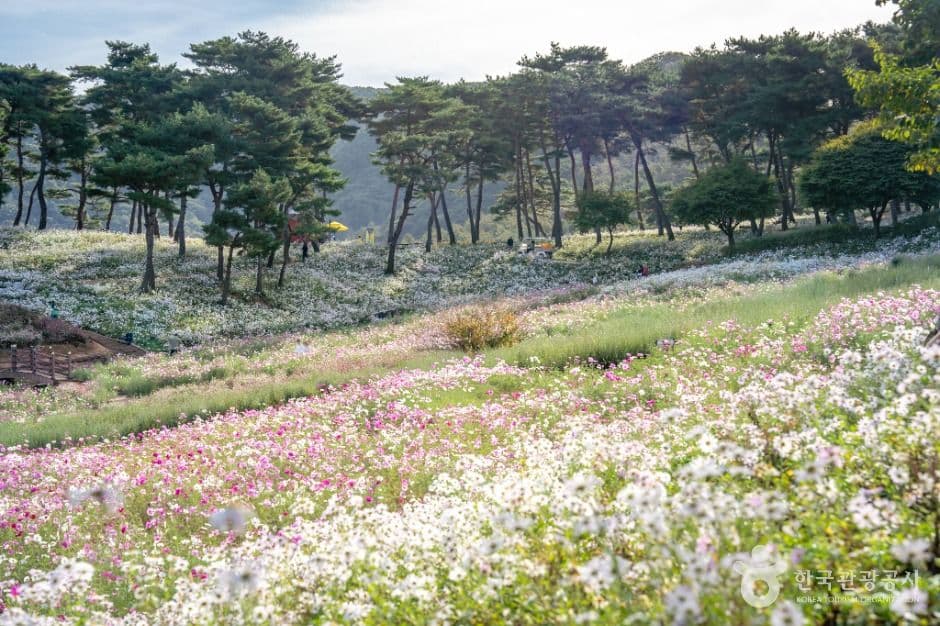 정읍 구절초 지방정원 사진 5
