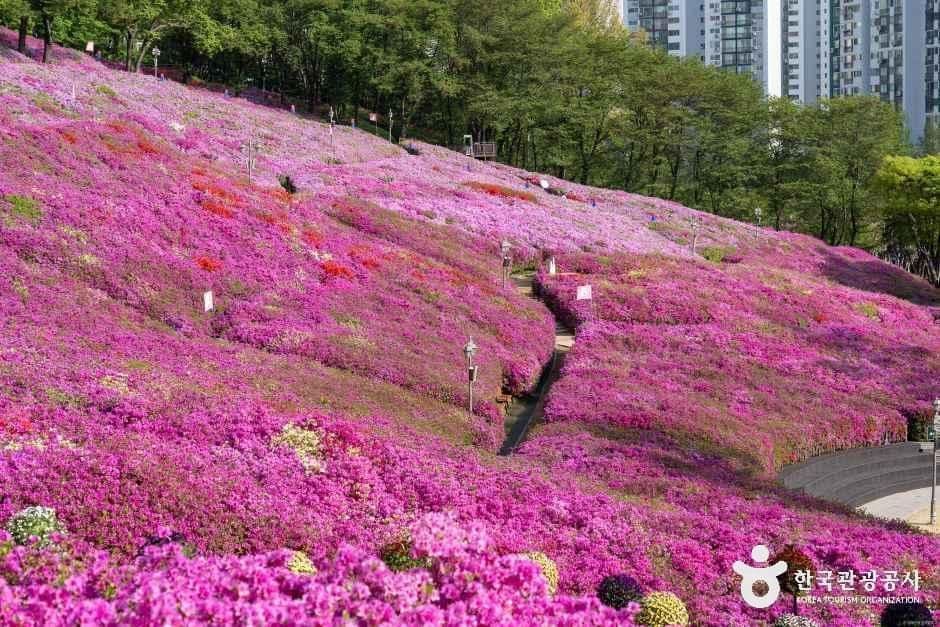 철쭉동산 사진 5