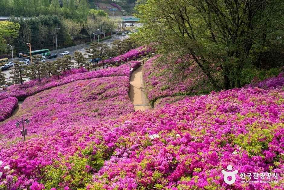 철쭉동산 사진 6
