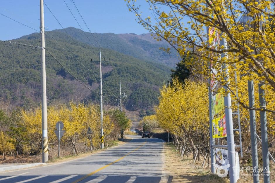 구례 산수유마을 사진 3