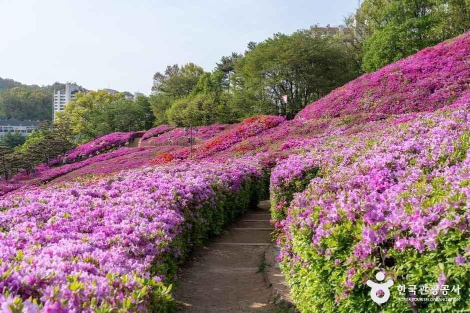 철쭉동산 사진 7