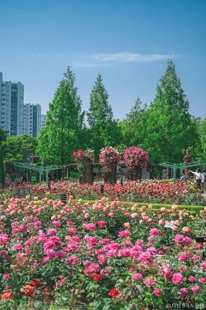 이곡장미공원 사진 1