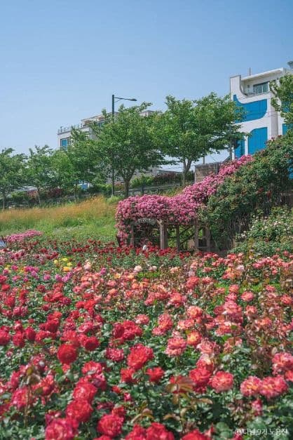 형산강 장미원 사진 2