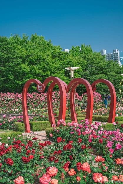 이곡장미공원 사진 3
