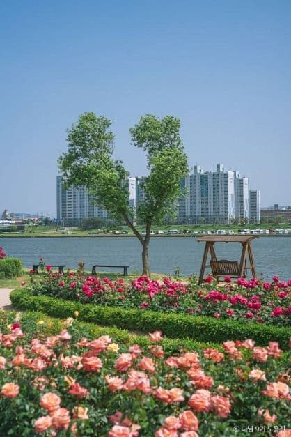 형산강 장미원 사진 3