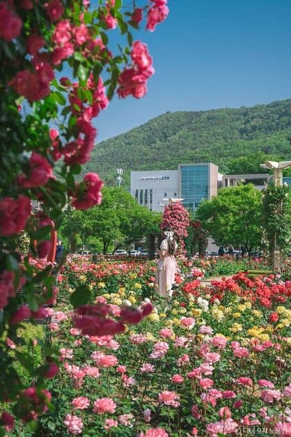 이곡장미공원 사진 4