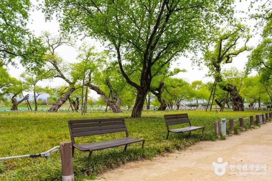 성주 경산리 성밖숲 사진 1