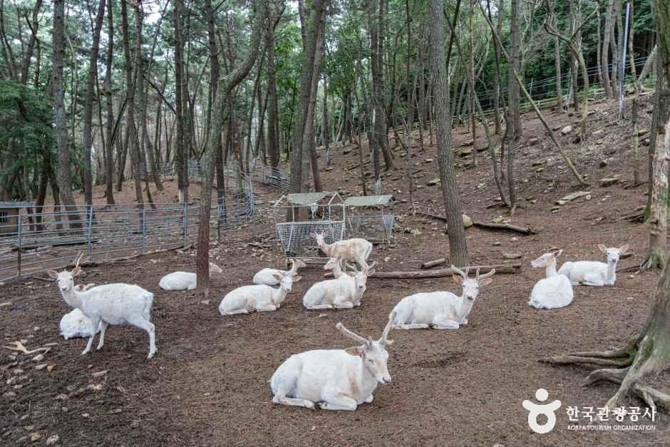 남해 상상양떼목장 편백숲 사진 2
