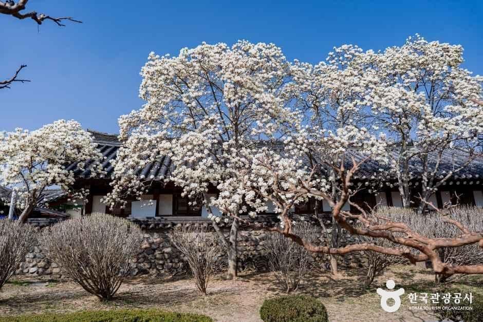 경주 오릉 사진 7