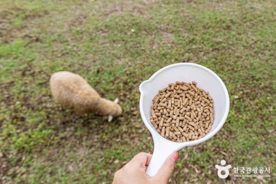 남해 상상양떼목장 편백숲 사진 3