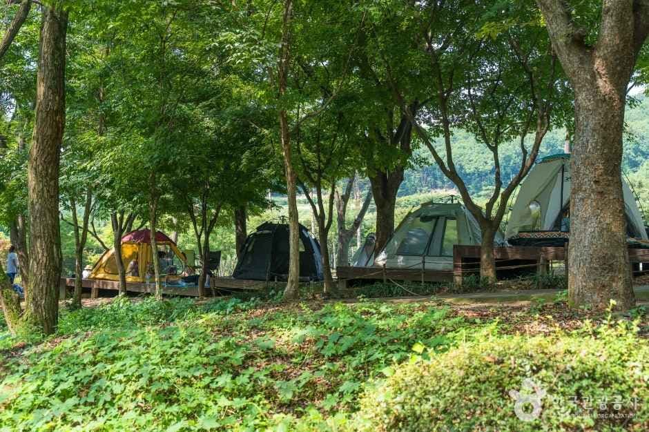 용인자연휴양림 사진 2