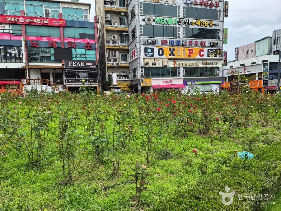장미공원 사진 6