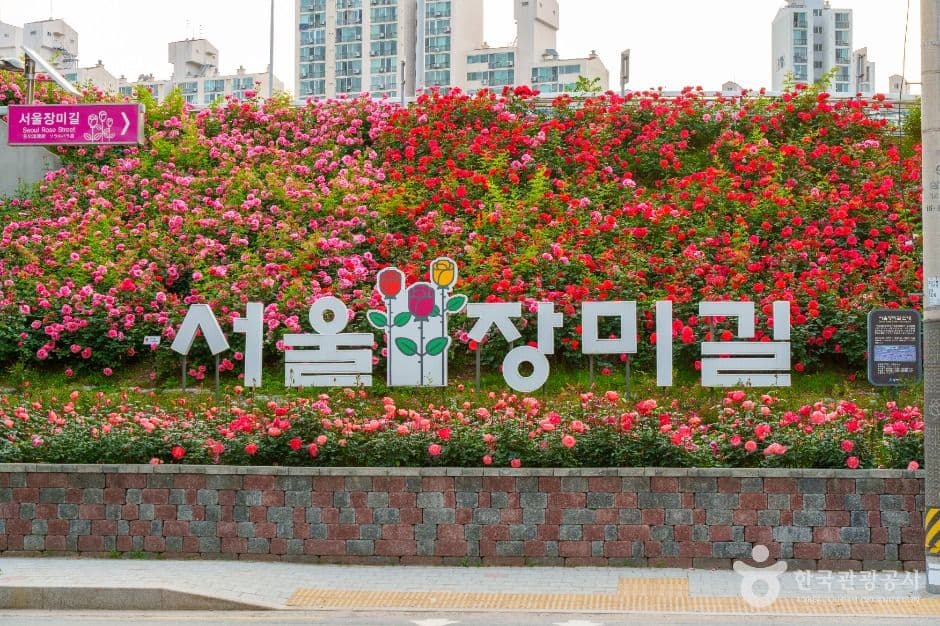 중랑장미공원 사진 1