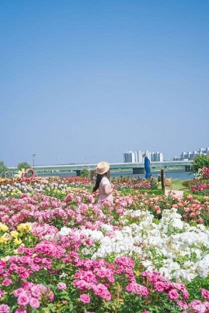 형산강 장미원 사진 4