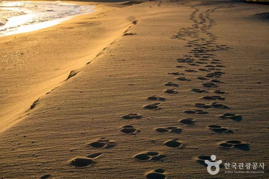 정동진해변 사진 4