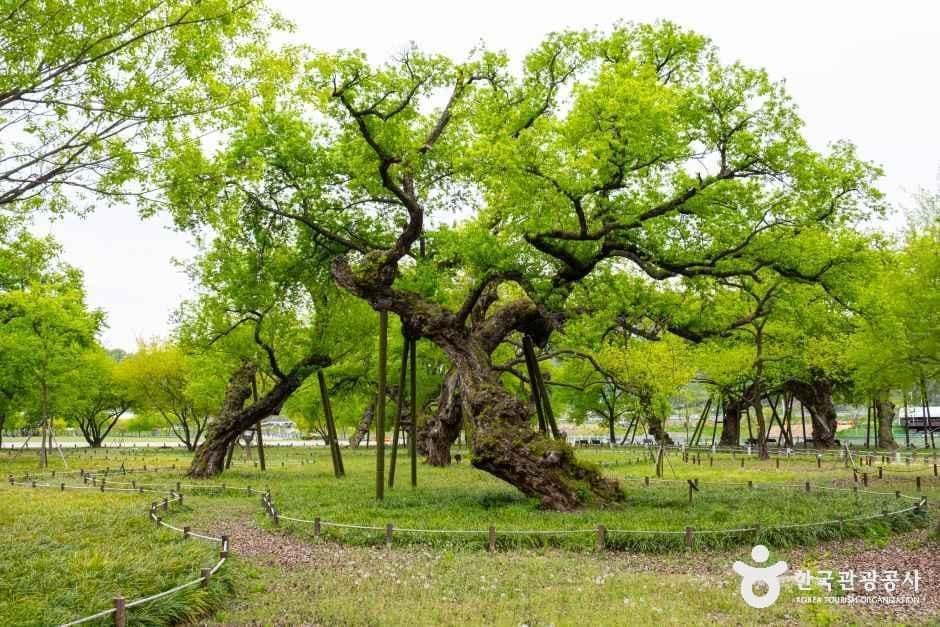 성주 경산리 성밖숲 사진 2