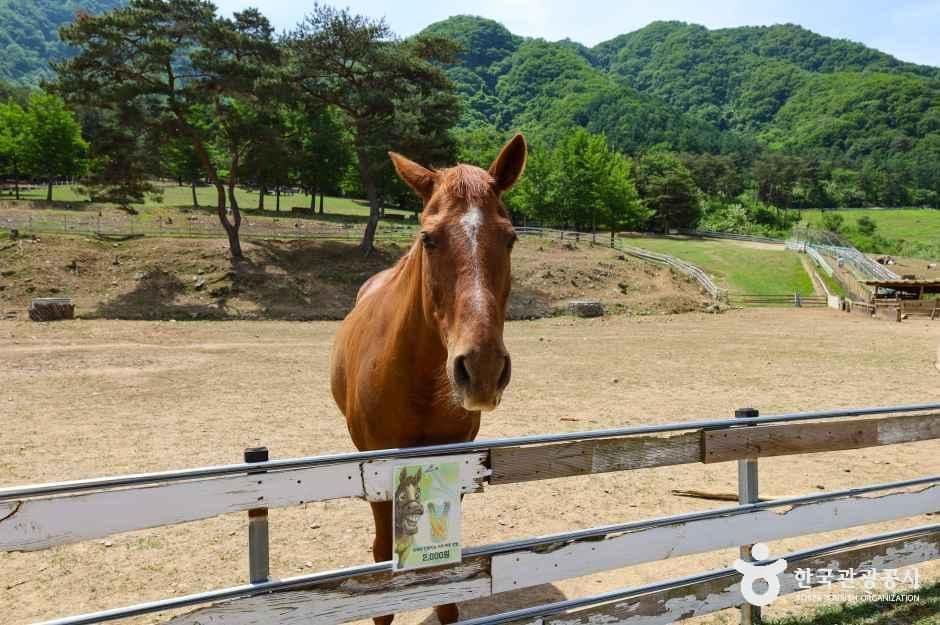 해피초원목장 사진 5