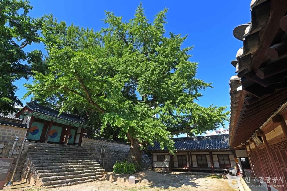 서산향교 은행나무