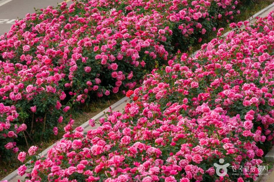 중랑장미공원 사진 4