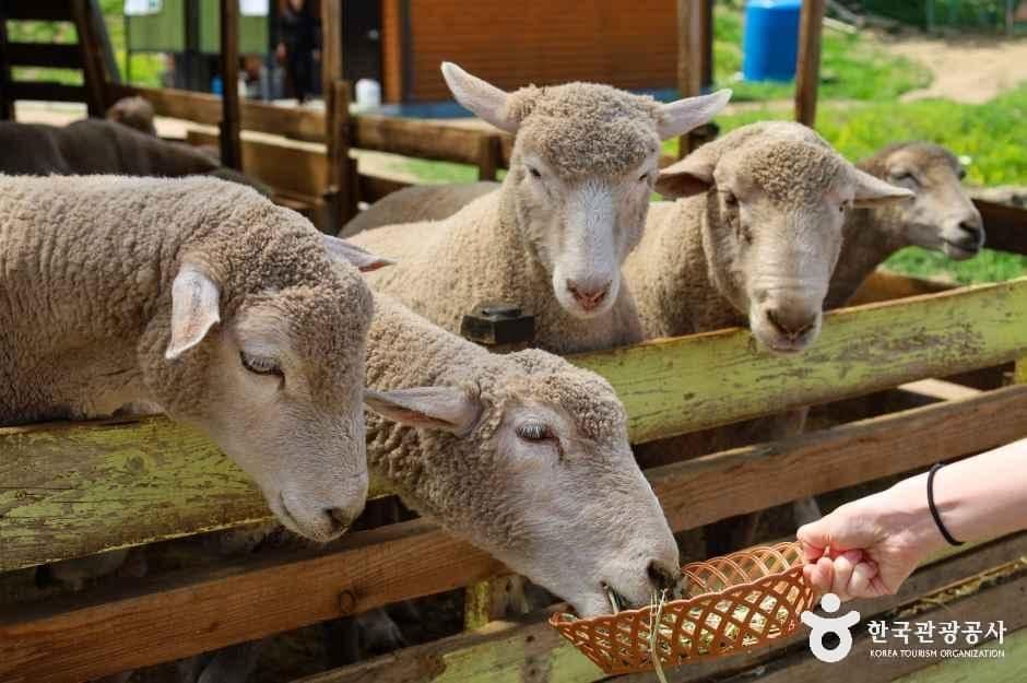 해피초원목장 사진 6