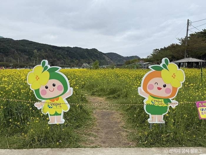 삼척 맹방 유채밭