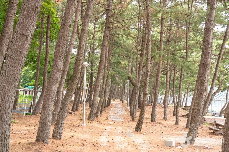 익금해수욕장 사진 4