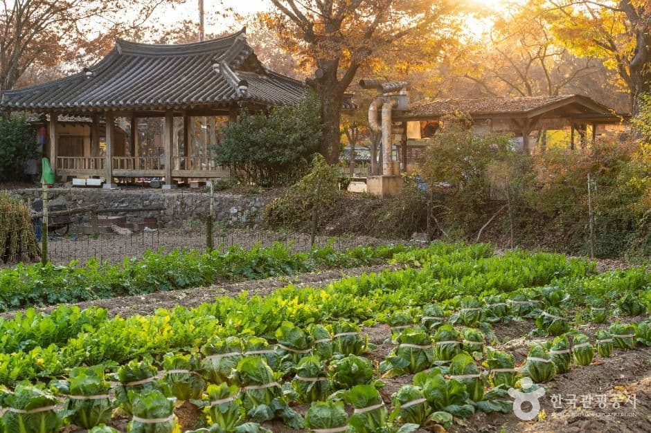 한국민속촌 사진 8