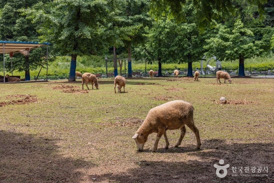 늘솔길공원양떼목장 사진 5