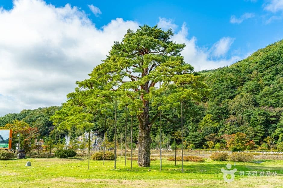 보은 속리 정이품송 사진 1
