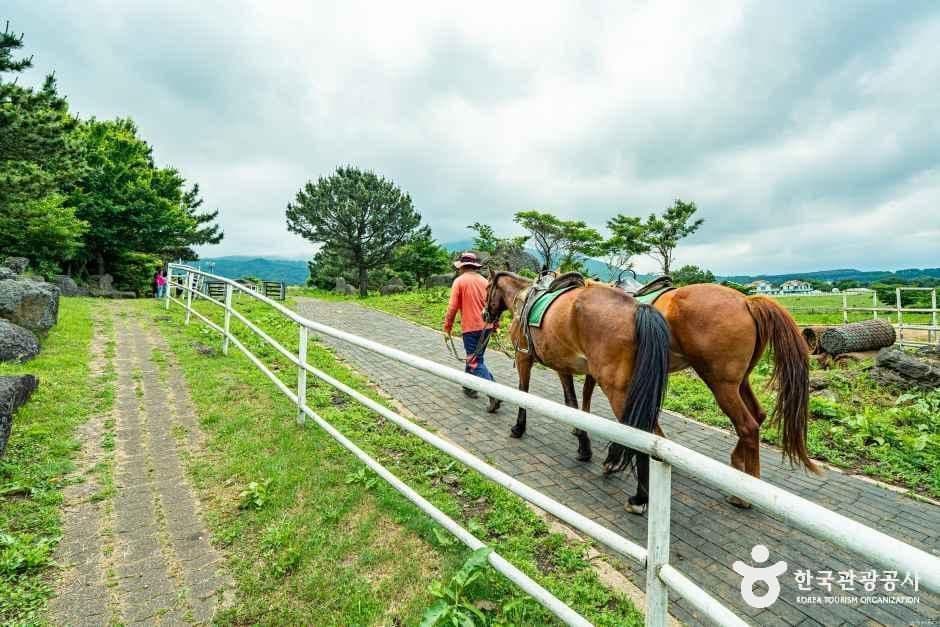 어승생승마장 사진 4