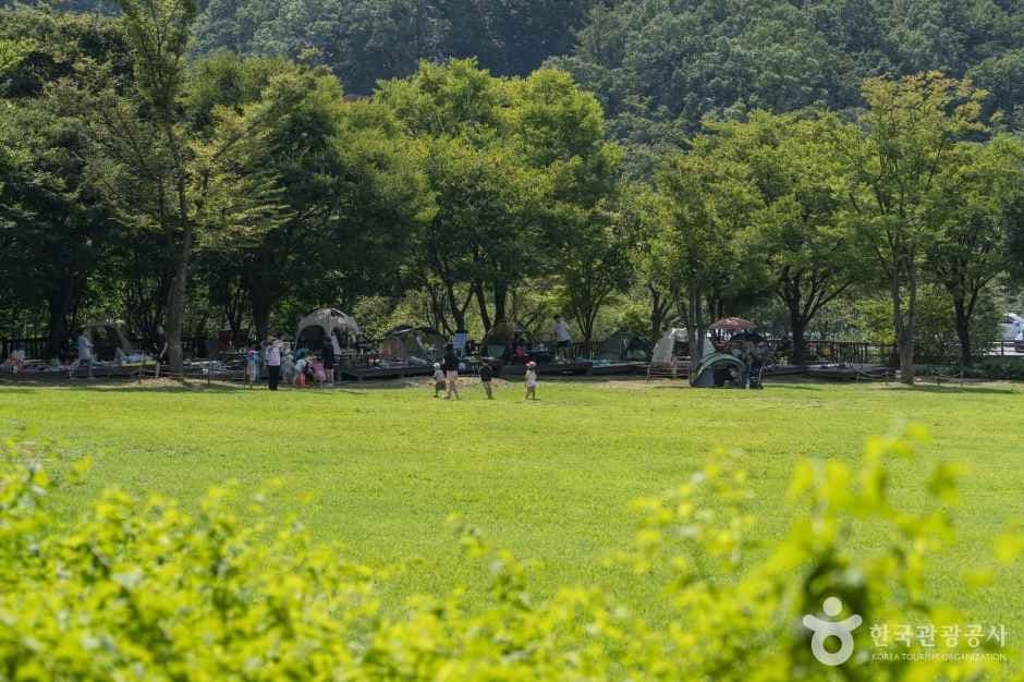 용인자연휴양림 사진 7