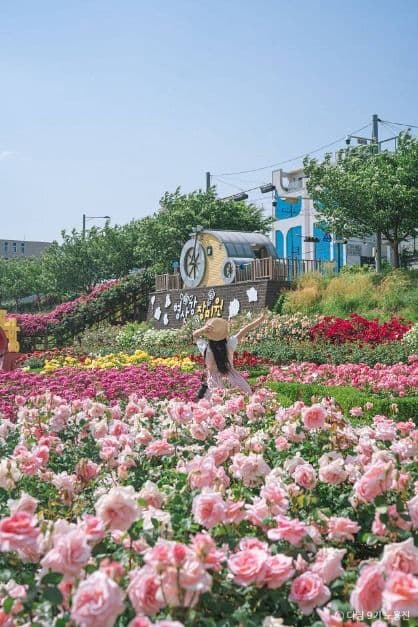 형산강 장미원 사진 6
