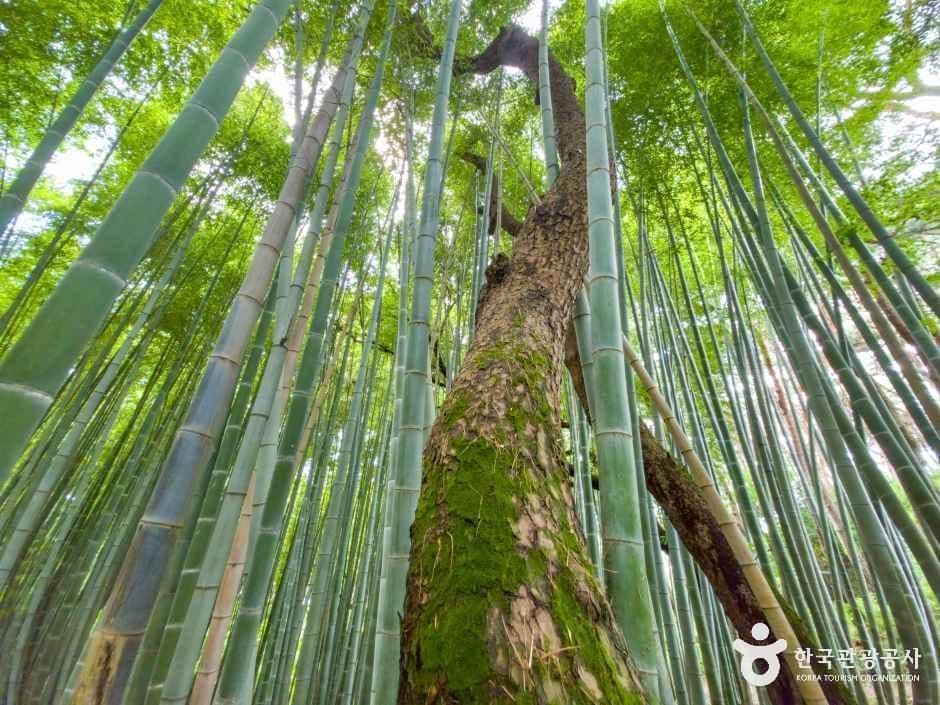 고창읍성 사진 2
