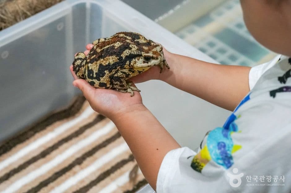 창녕우포곤충나라 사진 4