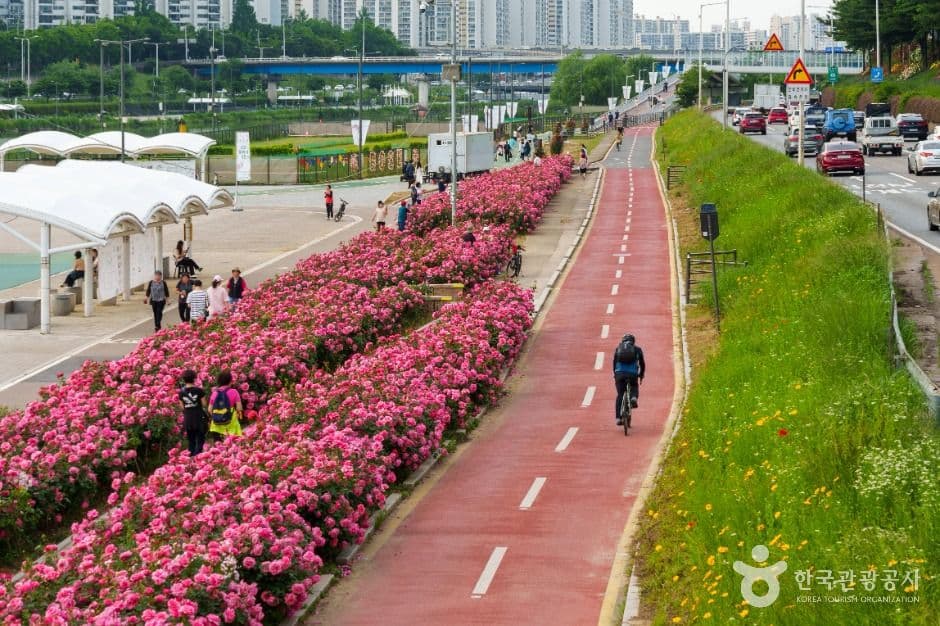 중랑장미공원 사진 5
