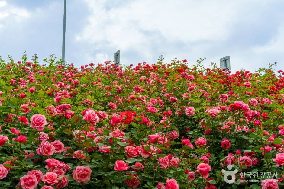 중랑장미공원 사진 6