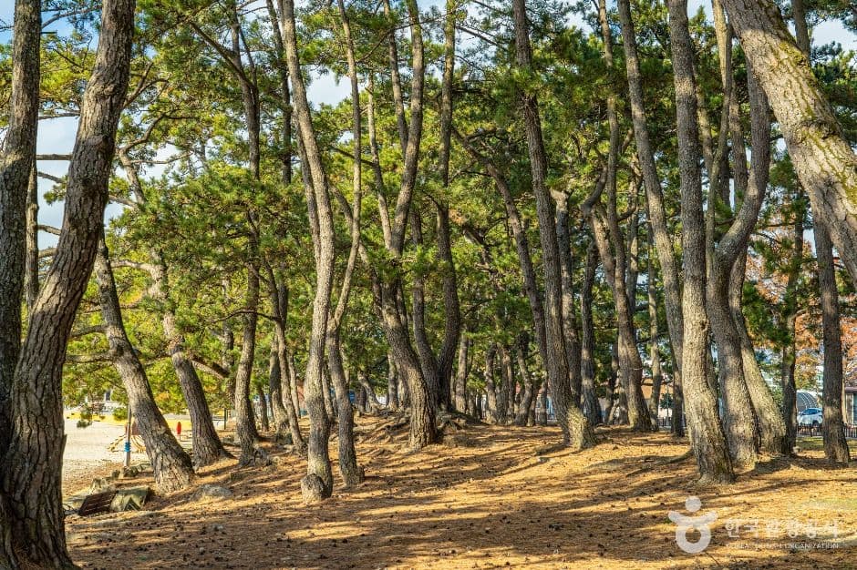땅끝송호해수욕장 사진 5