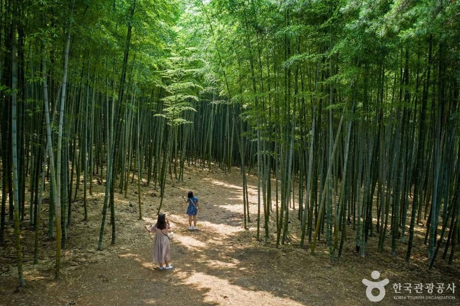 아홉산숲 사진 6