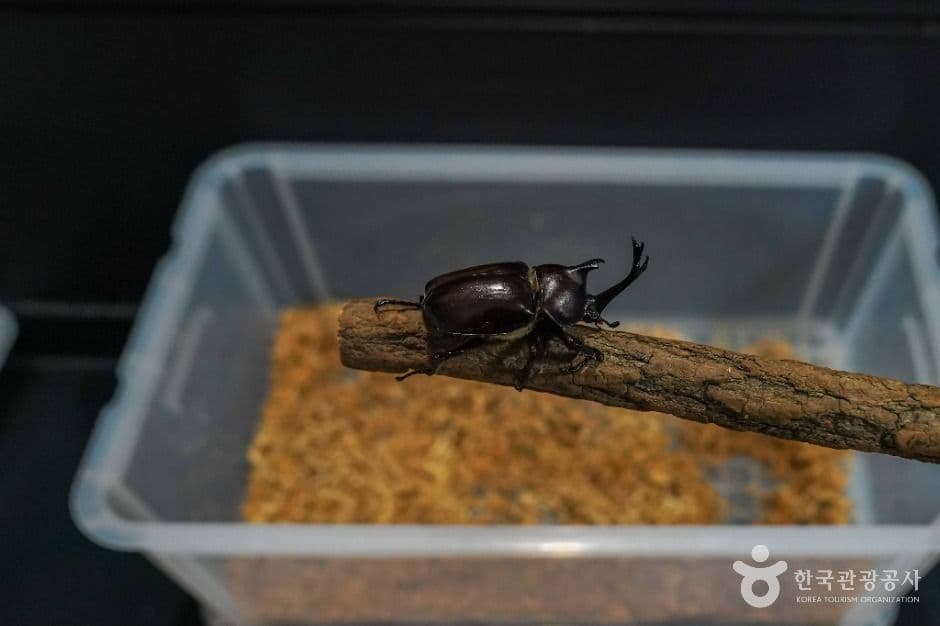 창녕우포곤충나라 사진 6