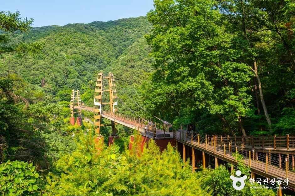 증평 좌구산 명상구름다리