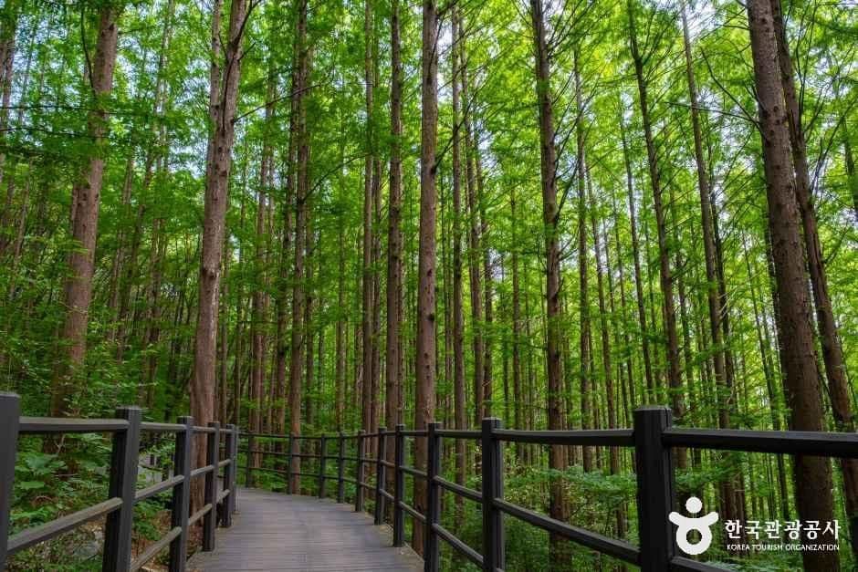 서대문 안산(안산자락길)