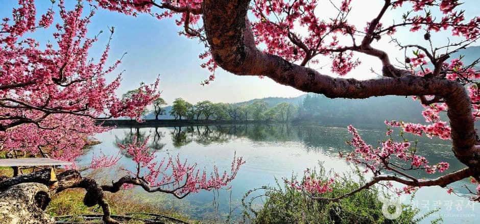 반곡지 사진 1