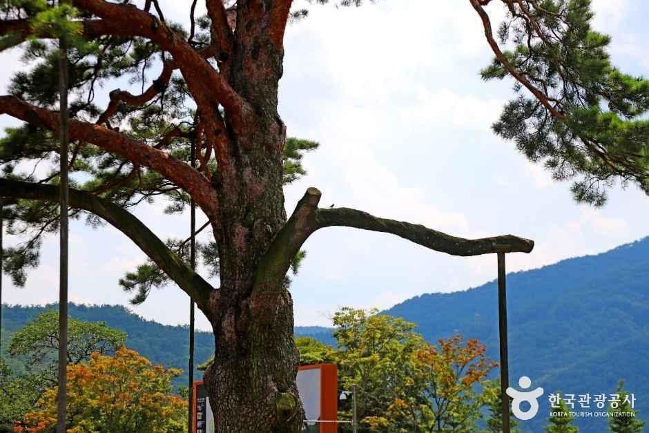 보은 속리 정이품송 사진 3