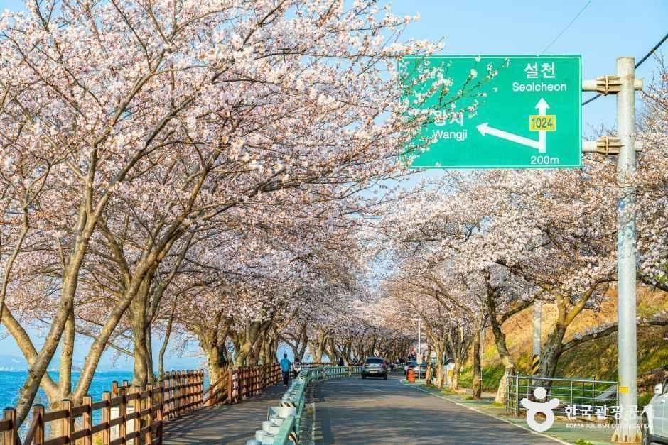 왕지벚꽃길 사진 1