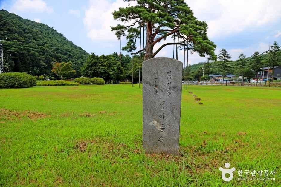 보은 속리 정이품송 사진 4