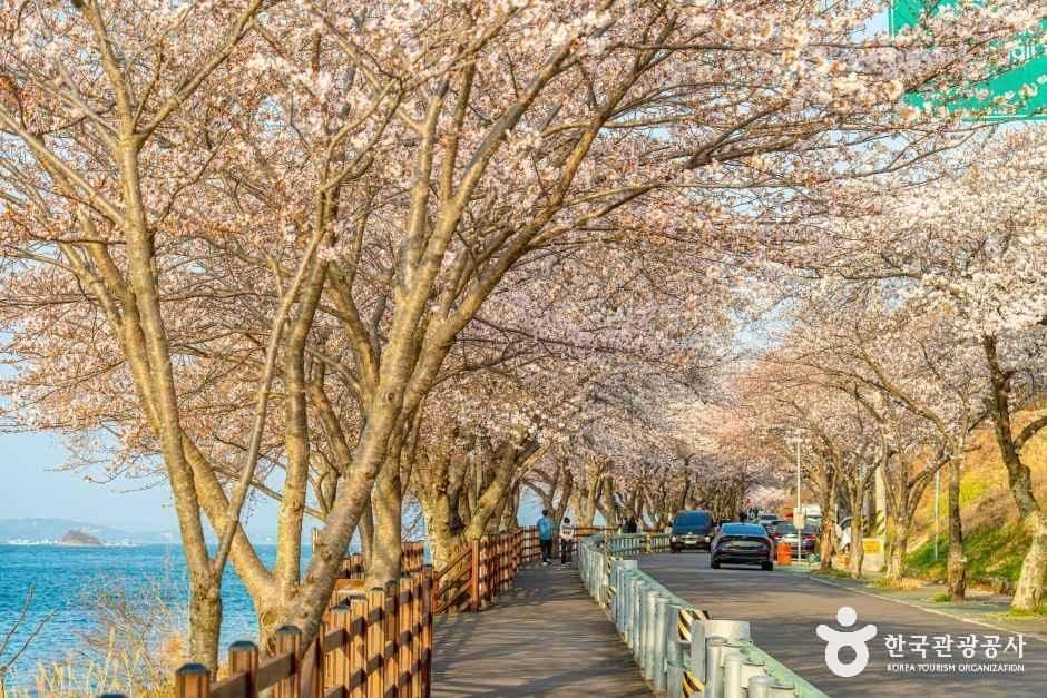 왕지벚꽃길 사진 2