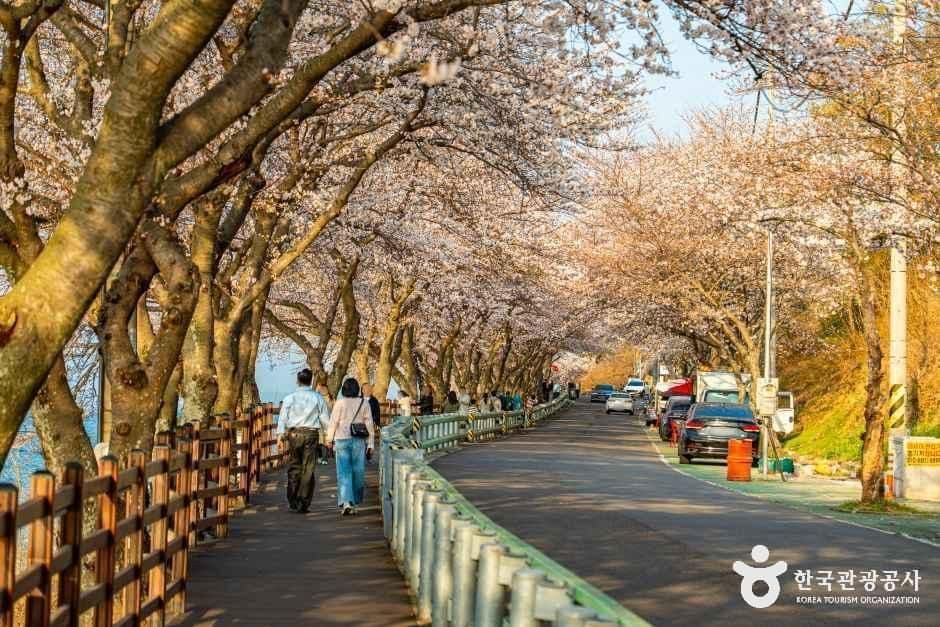 왕지벚꽃길 사진 3