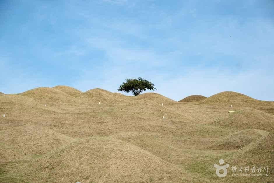 대구 불로동 고분군